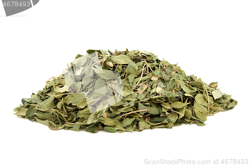 Image of Buchu Herb Herbal Medicine