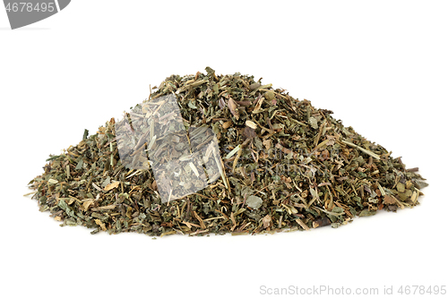 Image of Ground Ivy Herb Herbal Medicine