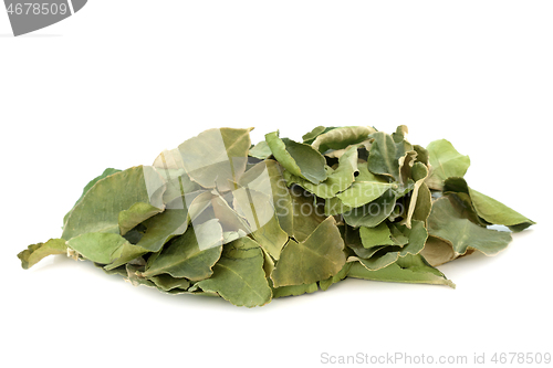 Image of Kaffir Lime Leaf Herb Herbal Medicine