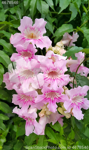 Image of Perennial bush with beautiful large pink delicate flowers