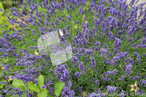 Image of Blooming lavenders in summer garden