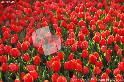 Image of Beautiful red tulips glowing on sunlight