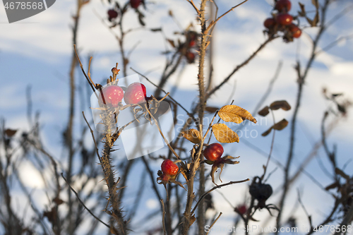 Image of Dog Rose branches with bright fruits in the winter