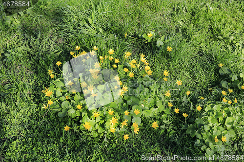 Image of Nature spring background with green grass and yellow flowers