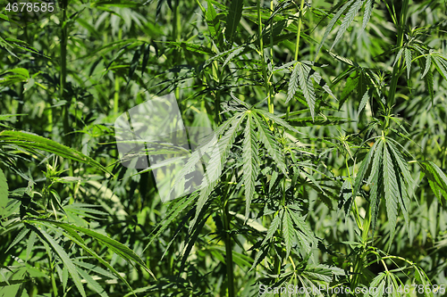 Image of Green fresh cannabis plant (hemp, marijuana)