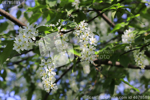 Image of Branches of flowering bird-cherry