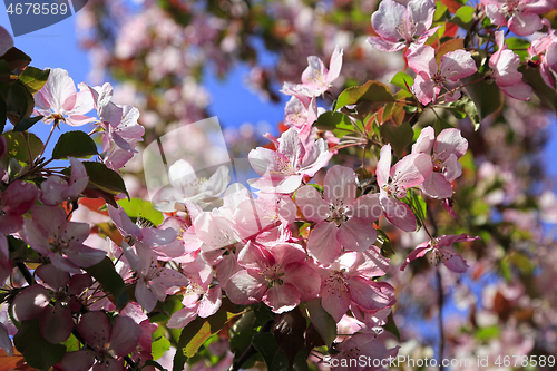 Image of Branches of spring tree with beautiful pink flowers