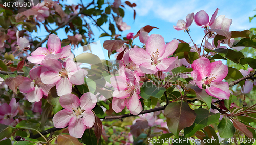 Image of Branche of spring apple tree with beautiful pink flowers