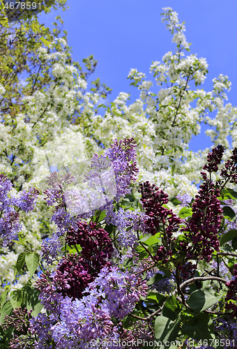 Image of Beautiful flowering spring trees and lilac branches 