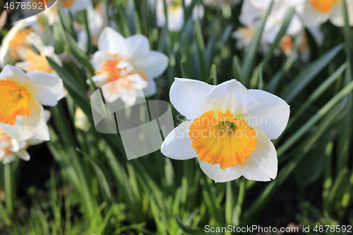 Image of Beautiful white flowers of Narcissus