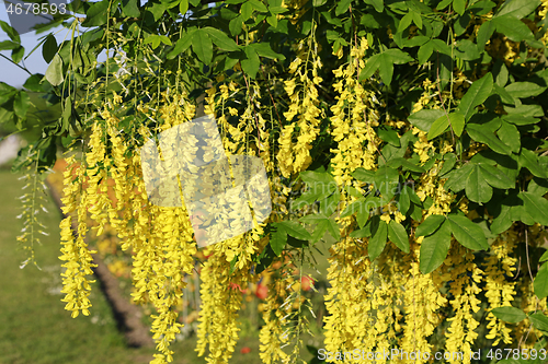 Image of Beautiful bright yellow flowers of wisteria 