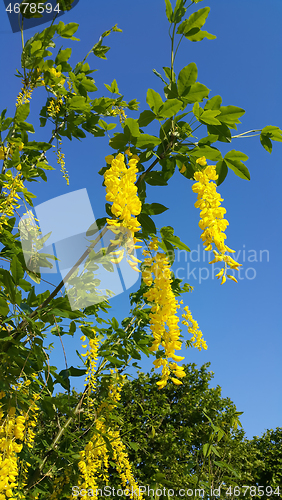 Image of Beautiful bright yellow flowers of wisteria