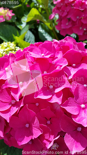 Image of Close-up of beautiful flowers of Hydrangea