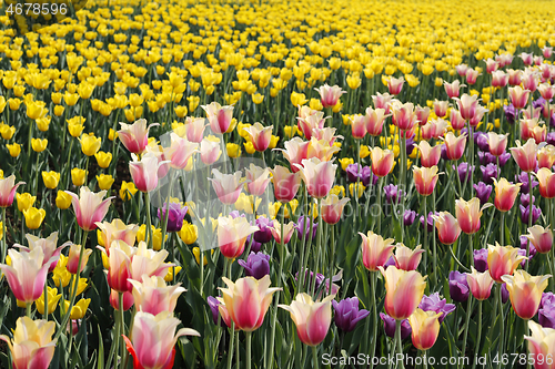 Image of Beautifu colorfull bright tulips 