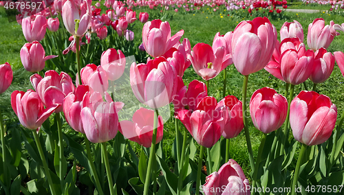 Image of Beautiful bright pink tulips