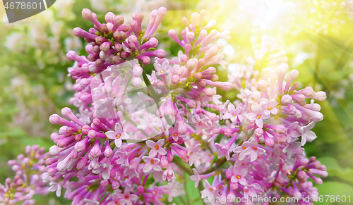 Image of Beautiful blossoming branch of lilac with sunlight