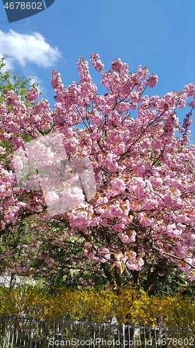 Image of Spring trees and bush with beautiful flowers 