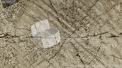 Image of Natural wooden texture with rings and cracks pattern