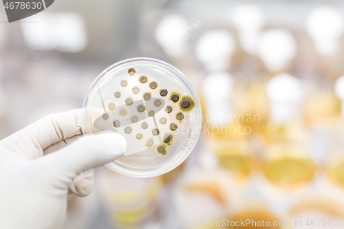 Image of Scientist growing bacteria in petri dishes on agar gel as a part of scientific experiment.