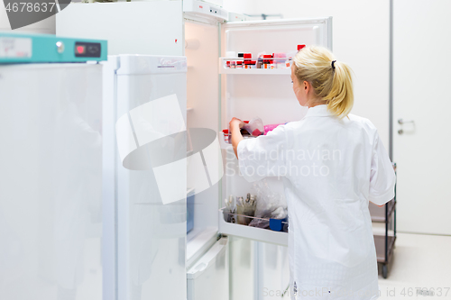 Image of Different types of chemical solutions stored in a refrigeration cabinet in life science laboratory. Female researcher storing chemical solutions in refrigeration cabinet.