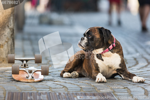 Image of Beautiful german boxer dog wearing red collar, lying outdoors on the street guarding his owner\'s skateboard