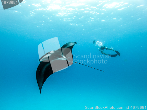 Image of Underwater view of hovering Giant oceanic manta ray, Manta Birostris , and man free diving in blue ocean. Watching undersea world during adventure snorkeling tour on Maldives islands.