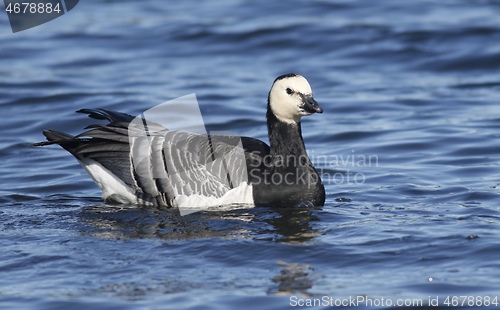 Image of Barnacle goose