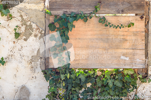 Image of A boarded up window with old plywood overgrown with ivy and a fragment of the wall