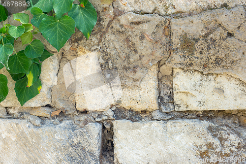 Image of Old textured brick wall and ivy branch