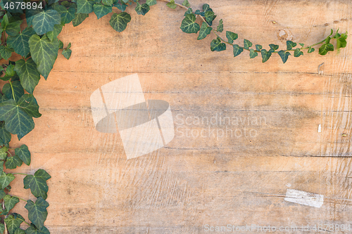 Image of Background - ivy leaves and branches on old plywood