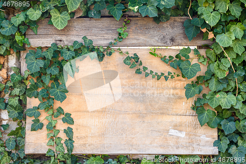 Image of Beautiful wooden old board in ivy thickets
