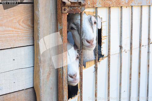 Image of Two young goats peeking out of a hole in the pen