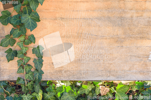 Image of Background with empty space for pasting - ivy leaves and branches on old plywood