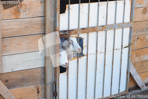Image of Homemade shed for keeping goats, two muzzles sticking out of a hole in the door