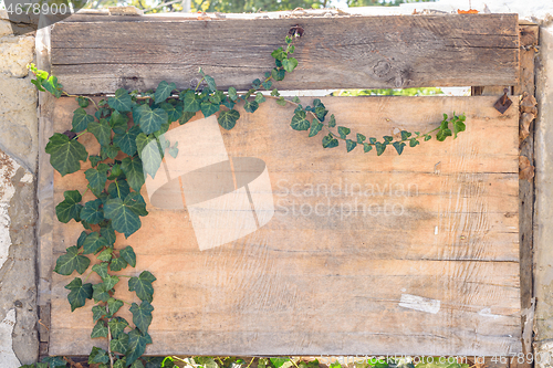 Image of A boarded up window with old plywood, an ivy branch grows on the plywood