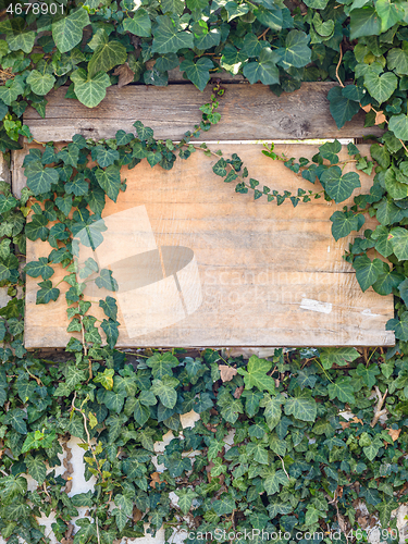 Image of Boarded up window with old plywood overgrown with ivy