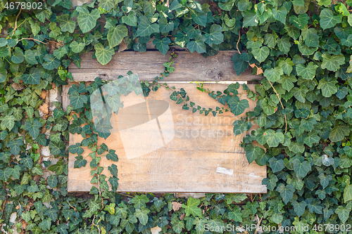 Image of Wooden old board in a ivy thickets