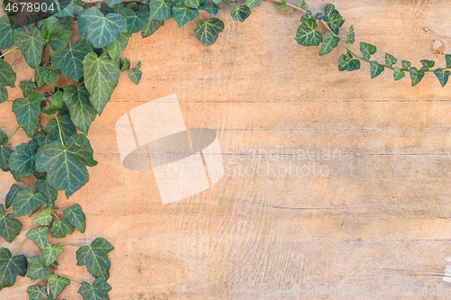 Image of Ivy leaves and branches on old plywood