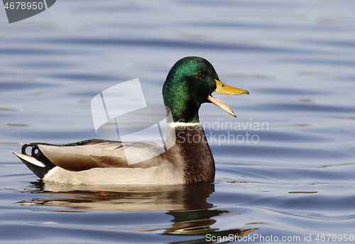 Image of Mallard