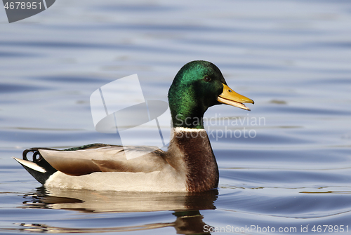 Image of Mallard