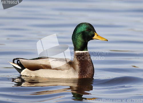 Image of Mallard