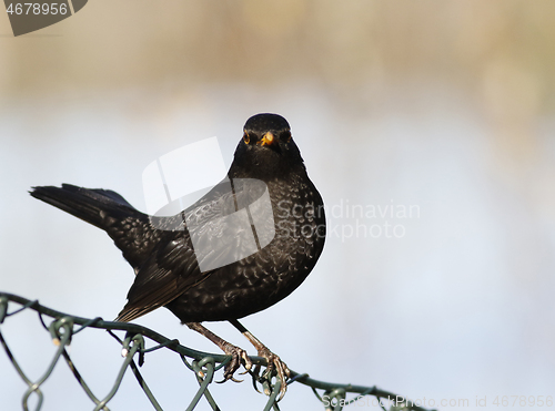 Image of Common blackbird