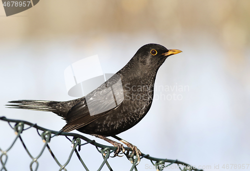 Image of Common blackbird