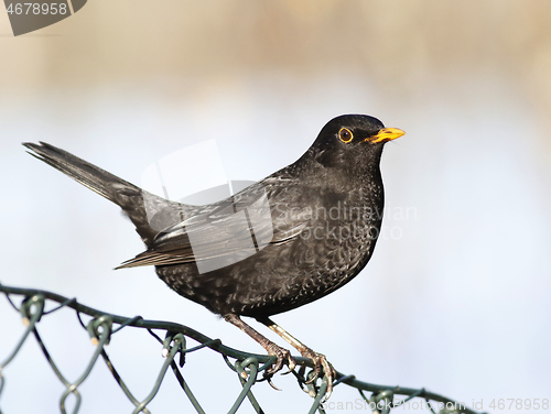 Image of Common blackbird