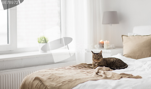 Image of cat lying on bed with blanket at home in winter