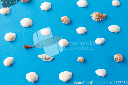 Image of different sea shells on blue background