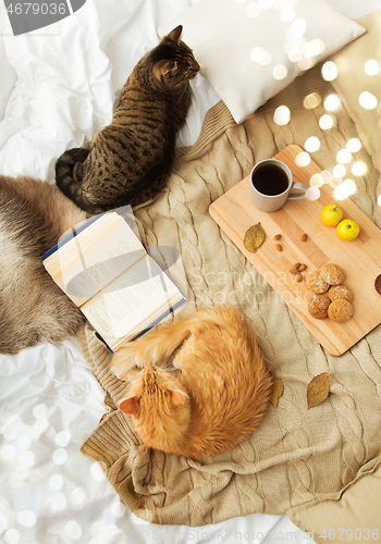 Image of two cats lying on blanket at home in autumn