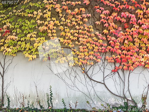 Image of Gray wall covered with Autumn multicolored leaves background