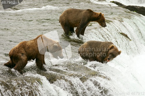 Image of Bears