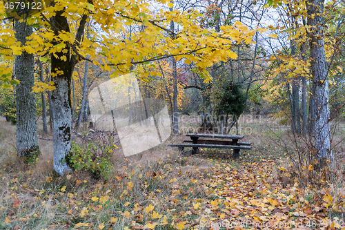 Image of Picnic place in a forest glade in fall season